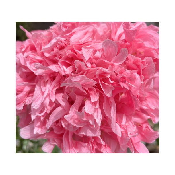 Ponvalmue. Papaver paeoniflorum. Paeony pink. Fr