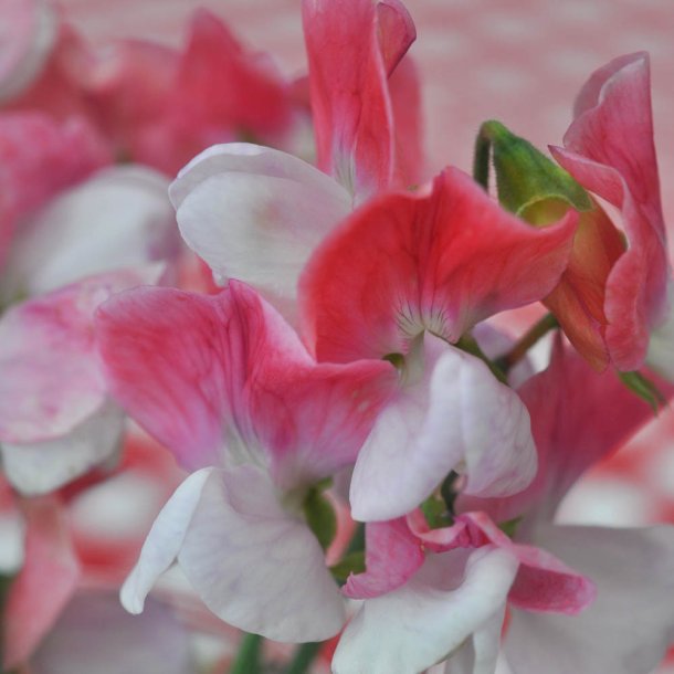 �rteblomster fr�. Lathyrus odoratus. Painted Lady. �kologisk. Ca. 30 Fr�