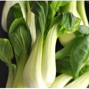Pak Choi.  Brassica rapa chinensis. Fr.