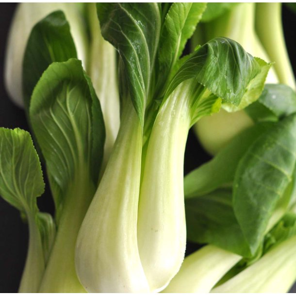 Pak Choi.  Brassica rapa chinensis. Fr.