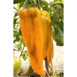 Peber. Palladio. Capsicum annuum. F1 Fr.