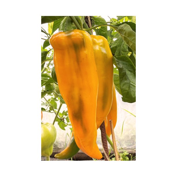 Peber. Palladio. Capsicum annuum. F1 Fr.