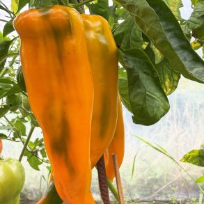 Peber fr�. Palladio. Capsicum annuum. F1. Ca. 8 Fr�.