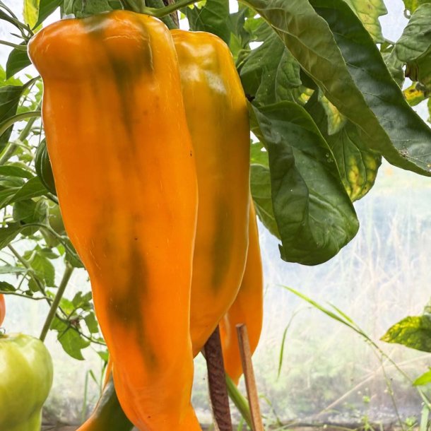 Peber fr�. Palladio. Capsicum annuum. F1. Ca. 8 Fr�.
