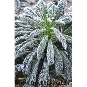 Palmekl. Nero di Toscana. Brassica oleracea convar. acephala var. sabellica. Fr.