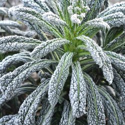 Palmek�l fr�. Nero di Toscana. Brassica oleracea convar. acephala. Ca. 135 �kologiske fr�