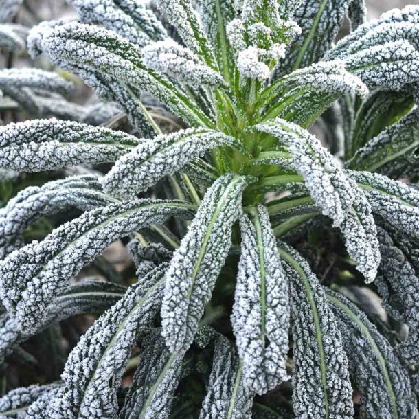 Palmek�l fr�. Nero di Toscana. Brassica oleracea convar. acephala. Ca. 135 �kologiske fr�