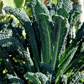 Palmek�l fr�. Nero di Toscana. Brassica oleracea convar. acephala. Ca. 135 �kologiske fr�