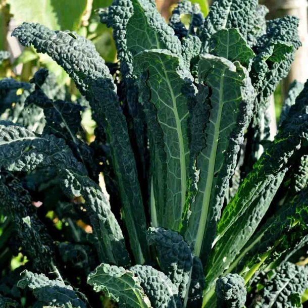 Palmek�l fr�. Nero di Toscana. Brassica oleracea convar. acephala var. sabellica. Ca. 700 Fr�.