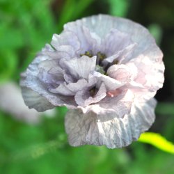 Valmue fr�. Amazing grey. Papaver rhoeas. Ca. 2600 fr�.