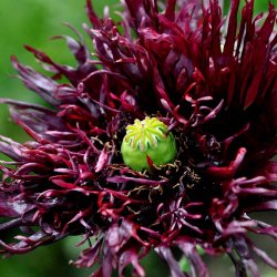 Opiumvalmue fr�. Black swan. Papaver somniferum. Ca. 2025 Fr�