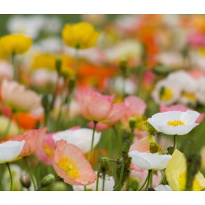 Valmue. Sibirisk. Victory giant mix. Fr