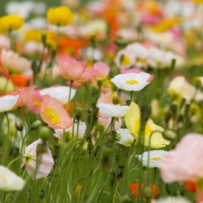 Valmue fr�. Sibirisk. Papaver nudicaule. Victory giant mix. Ca. 2800 Fr�