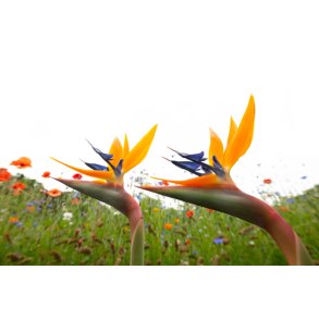 Paradisfugl. Strelitzia reginae. Fr