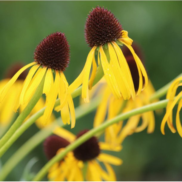 Solhat. Paradoxa. Echinacea paradoxa. Fr