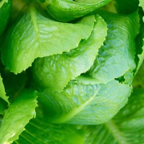 Salat fr�. Parris Island Cos. Lactuca sativa var longifolia. Ca. 1250 Fr�.