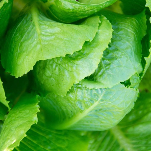Salat fr�. Parris Island Cos. Lactuca sativa var longifolia. Ca. 1250 Fr�.