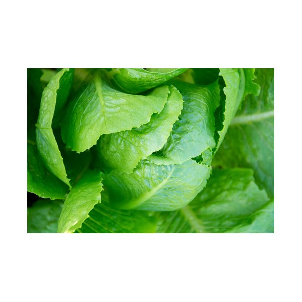Salat. Parris Island Cos. Lactuca sativa var longifolia. Fr.