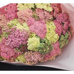 Rlliker. Pastelblanding.  Achillea millefolium. Fr