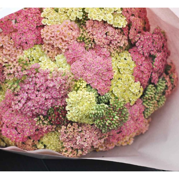 Rlliker. Pastelblanding.  Achillea millefolium. Fr
