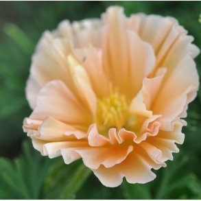 Guldvalmuer. Apricot. Eschscholzia californica. Fr