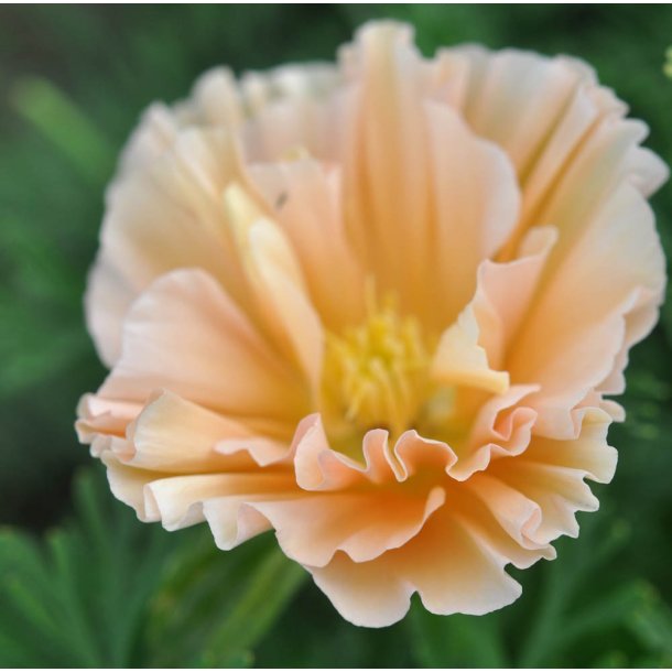Guldvalmuer. Apricot. Eschscholzia californica. Fr