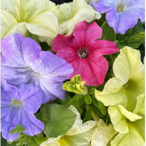 Petunia. Petunia grandiflora. Limbo pastel mixture. F1. Fr