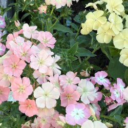 Floks fr�. Beauty Coral Reef. Ca. 220 Fr�