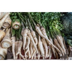 Pastinak. Halflong white. Pastinaca sativa.  Fr.