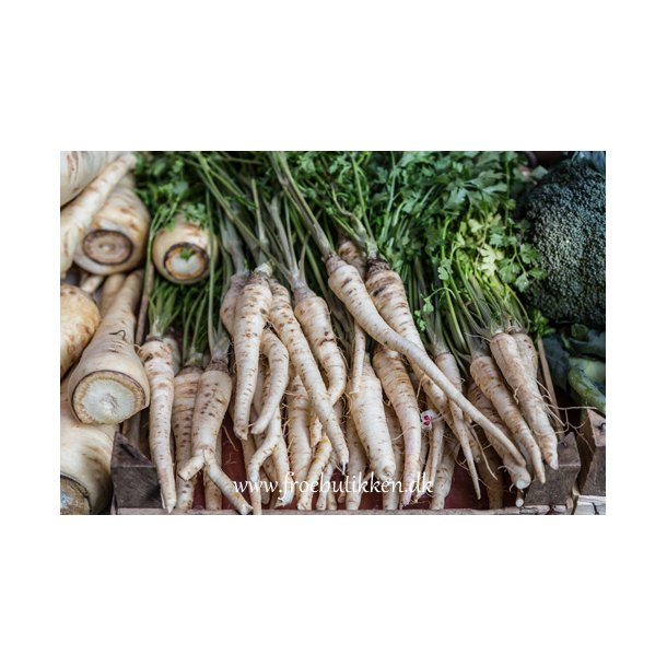 Pastinak. Halflong white. Pastinaca sativa.  Fr.
