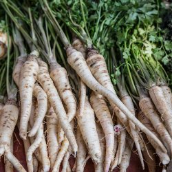 Pastinak fr�. Halflong white. Pastinaca sativa.  Ca. 950 Fr�.