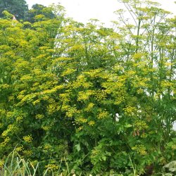 Pastinak fr�. Guernsey. Pastinaca sativa. Ca. 870 �kologiske fr�.