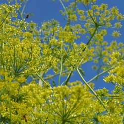 Pastinak fr�. Guernsey. Pastinaca sativa. Ca. 870 �kologiske fr�.
