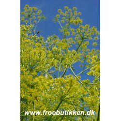 Pastinak. Halflong white. Pastinaca sativa.  Fr.