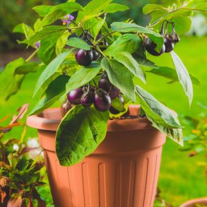 Aubergine fr�. Patio baby. Solanum melongena.  F1. Ca. 6 Fr�.