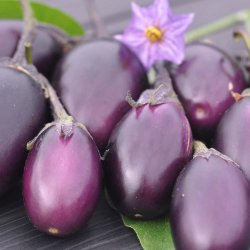Aubergine fr�. Patio baby. Solanum melongena.  F1. Ca. 6 Fr�.