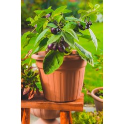 Aubergine. Patio baby. Solanum melongena.  F1. Fr.