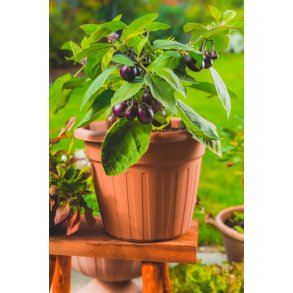 Aubergine. Patio baby. Solanum melongena.  F1. Fr.