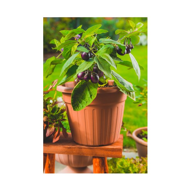 Aubergine. Patio baby. Solanum melongena.  F1. Fr.