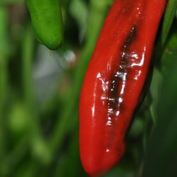 Peber fr�. Friggitello. Capsicum annuum. Ca. 12 fr�