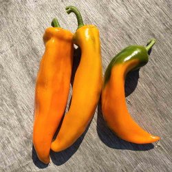 Peber fr�. Palladio. Capsicum annuum. F1. Ca. 8 Fr�.