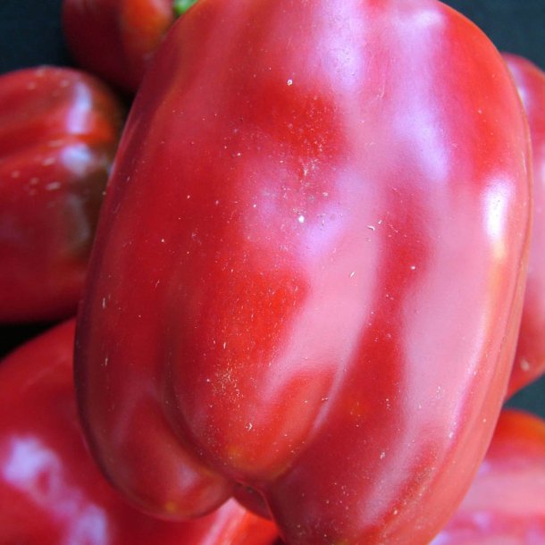 Peber fr�. California wonder. Capsicum annuum. Ca. 12 Fr�