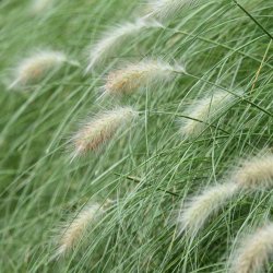Gr�sser. Dungr�s fr�. Pennisetum villosum. Fluffy. Ca. 20 Fr�