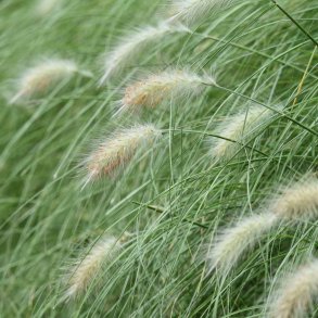 Gr�sser. Dungr�s fr�. Pennisetum villosum. Fluffy. Ca. 20 Fr�