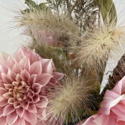 Gr�sser. Dungr�s fr�. Pennisetum villosum. Fluffy. Ca. 20 Fr�