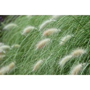 Grsser. Dungrs. Pennisetum villosum. Fluffy. Fr