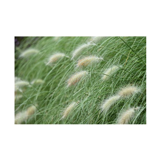 Grsser. Dungrs. Pennisetum villosum. Fluffy. Fr