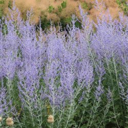 S�lvperovskia fr�. Perovskia atriplicifolia. Ca. 10 Fr�.
