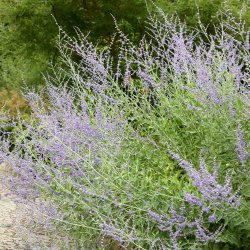 S�lvperovskia fr�. Perovskia atriplicifolia. Ca. 10 Fr�.