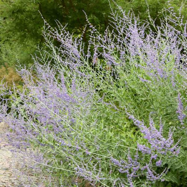 S�lvperovskia fr�. Perovskia atriplicifolia. Ca. 10 Fr�.